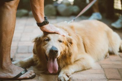 person petting a golden retriever