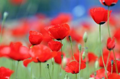 poppies in field